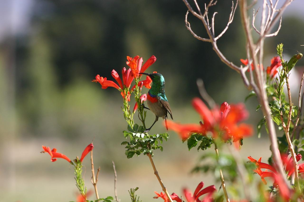 Fraaigelegen Farm - Home Of Adhara Evoo Tulbagh Esterno foto